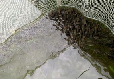 草魚魚缸養殖能長大：草魚在魚缸中養殖是不可行的 草魚魚缸養殖能長大：草魚在魚缸中養殖是不可行的 魚缸百科 第3張