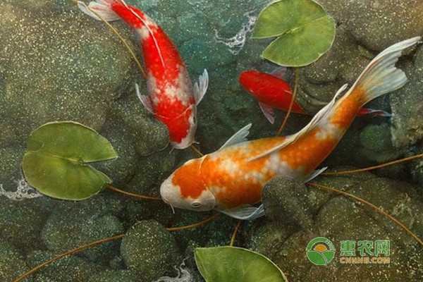 青島市市北區鑫華龍水族總匯（青島鑫龍假日酒店）