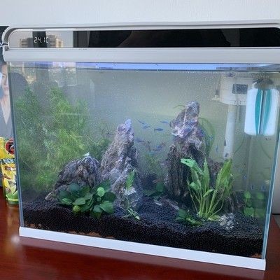 我的虎魚真菌感染了要怎么處理 森森480魚缸改裝案例:森森480魚缸改裝 森森魚缸 森森480魚缸改裝案例:森森480魚缸改裝 森森480魚缸改裝案例:森森480魚缸改裝 森森魚缸