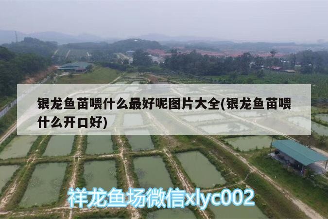 銀龍魚苗喂什么最好呢圖片大全(銀龍魚苗喂什么開口好)
