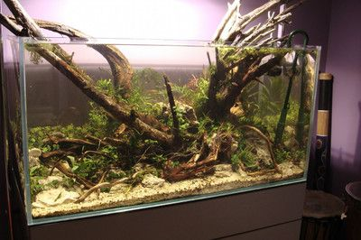 大型原生魚缸造景教學設計方案：120原生大缸開缸造景教程提供詳細的開缸造景教程
