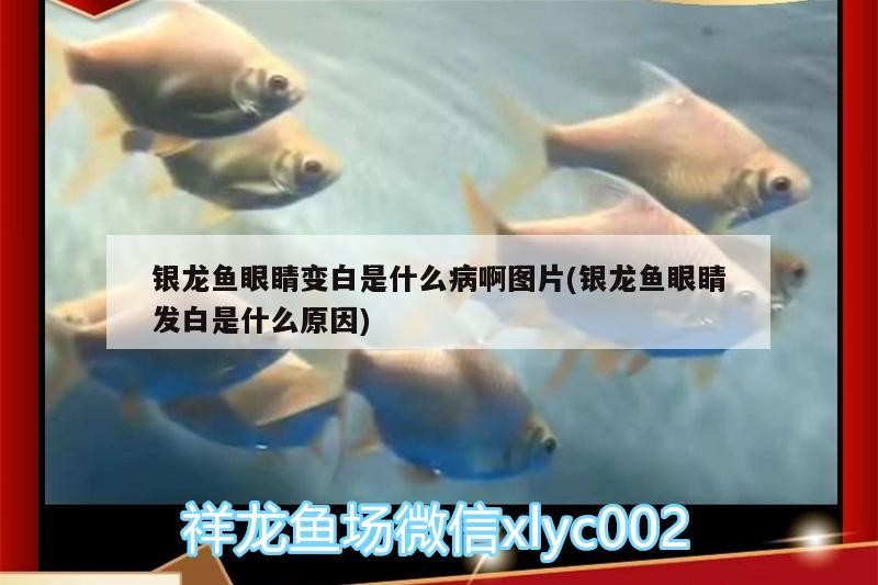 銀龍魚眼睛變白是什么病啊圖片(銀龍魚眼睛發白是什么原因) 銀龍魚眼睛變白是什么病啊圖片(銀龍魚眼睛發白是什么原因) 銀龍魚百科
