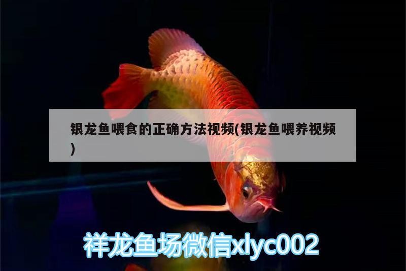 銀龍魚喂食的正確方法視頻(銀龍魚喂養視頻)