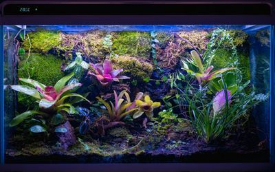 印尼虎魚多少溫度飼養最好:印尼虎魚多少溫度飼養最好印尼虎魚多少溫度飼養最好 玻璃膠粘的魚缸多久可以養小魚 魚缸百科 玻璃膠粘的魚缸多久可以養小魚 玻璃膠粘的魚缸多久可以養小魚 魚缸百科