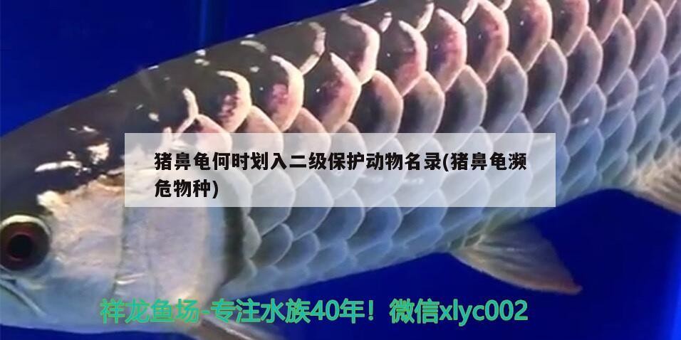 豬鼻龜何時劃入二級保護動物名錄(豬鼻龜瀕危物種)