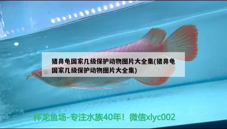 豬鼻龜國家幾級保護動物圖片大全集(豬鼻龜國家幾級保護動物圖片大全集)