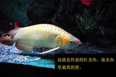 紅龍魚的傳說故事簡介:紅龍魚在中國文化中承載著豐富的象征意義和傳說故事 紅龍魚百科 第3張 紅龍魚的傳說故事簡介:紅龍魚在中國文化中承載著豐富的象征意義和傳說故事 紅龍魚的傳說故事簡介:紅龍魚在中國文化中承載著豐富的象征意義和傳說故事 紅龍魚百科 第3張