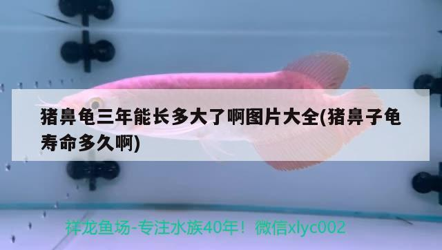 豬鼻龜三年能長多大了啊圖片大全(豬鼻子龜壽命多久啊)