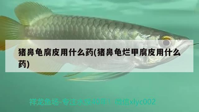 豬鼻龜腐皮用什么藥(豬鼻龜爛甲腐皮用什么藥)