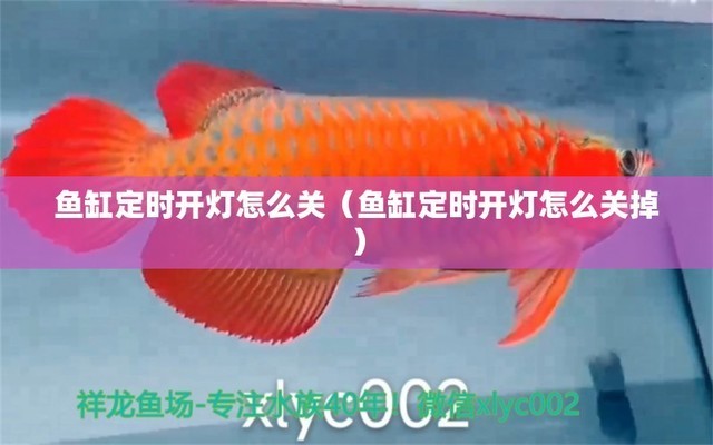 龍魚(yú)不吃食什么原因有三條魚(yú)在水里游（龍魚(yú)不吃食什么原因有三條魚(yú)在水里游的）