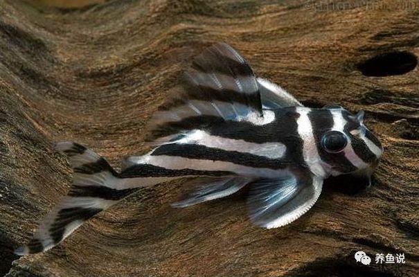 巨型魚缸養(yǎng)的巨型錦鯉魚怎么養(yǎng)好（巨型魚缸養(yǎng)的巨型錦鯉魚怎么養(yǎng)好看）