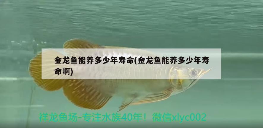 金龍魚能養多少年壽命(金龍魚能養多少年壽命啊)