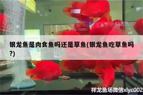 銀龍魚是肉食魚嗎還是草魚(銀龍魚吃草魚嗎?)