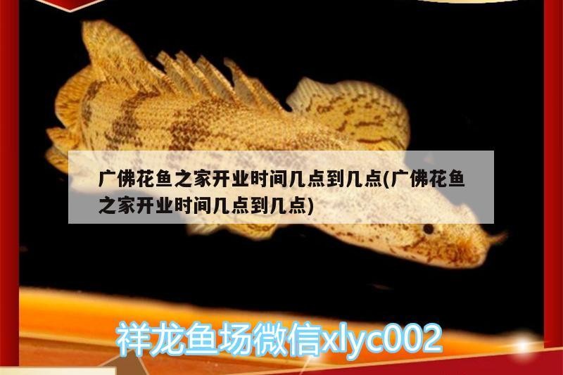 廣佛花魚之家開業時間幾點到幾點(廣佛花魚之家開業時間幾點到幾點)