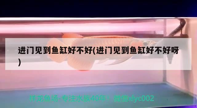 進門見到魚缸好不好(進門見到魚缸好不好呀)