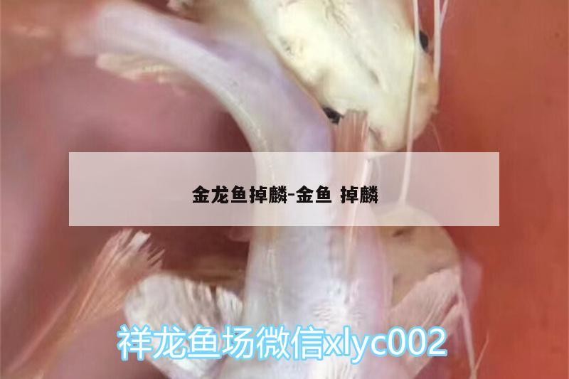 鸚鵡魚和銀龍魚混養怎樣喂食 金龍魚掉麟:金魚掉麟 魟魚百科 金龍魚掉麟:金魚掉麟 金龍魚掉麟:金魚掉麟 魟魚百科