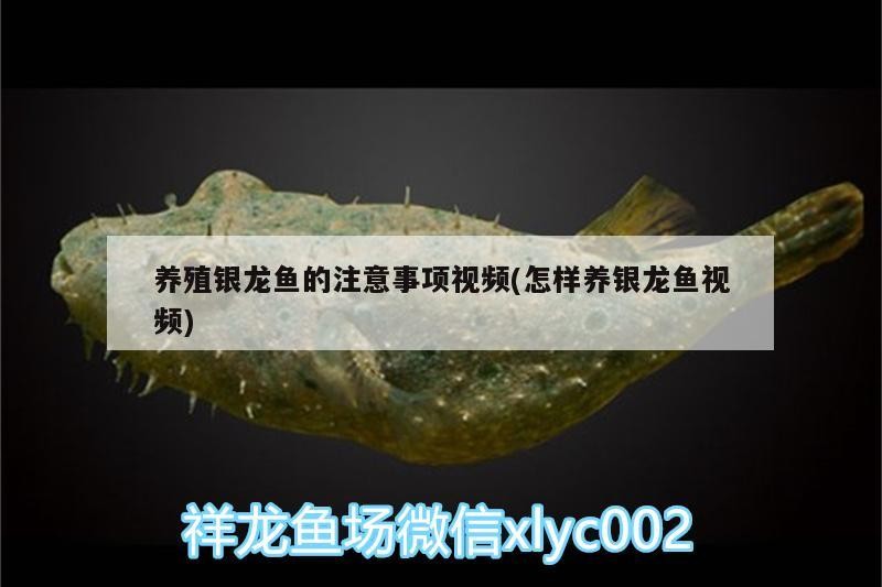 養殖銀龍魚的注意事項視頻(怎樣養銀龍魚視頻) 養殖銀龍魚的注意事項視頻(怎樣養銀龍魚視頻) 銀龍魚百科