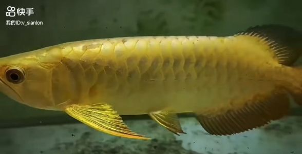 賽級古典龍魚是什么檔次的魚 賽級古典龍魚是什么檔次的魚 龍魚百科 第3張