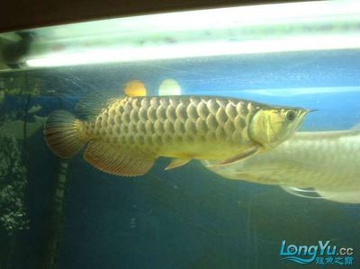 賽級古典龍魚是什么檔次的魚 賽級古典龍魚是什么檔次的魚 龍魚百科 第6張