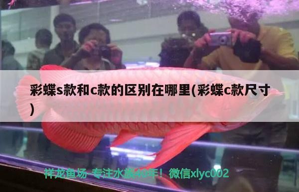 豬鼻龜爛甲腐皮什么原因造成的(豬鼻龜腐皮病) 豬鼻龜爛甲腐皮什么原因造成的(豬鼻龜腐皮病) 豬鼻龜百科 第2張