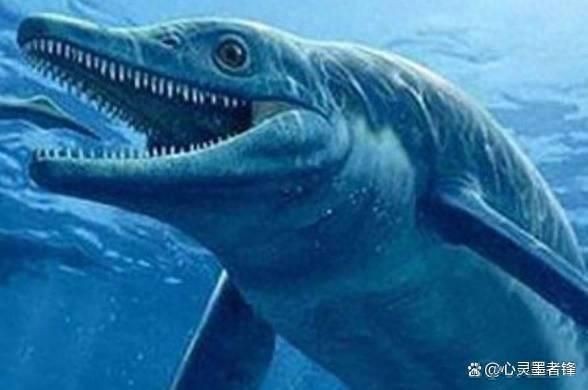 世界龍魚排名前10
