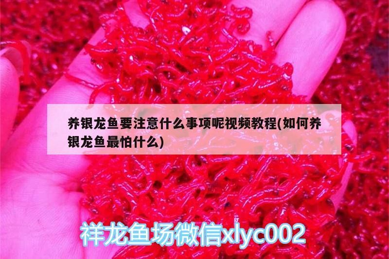 養銀龍魚要注意什么事項呢視頻教程(如何養銀龍魚最怕什么)