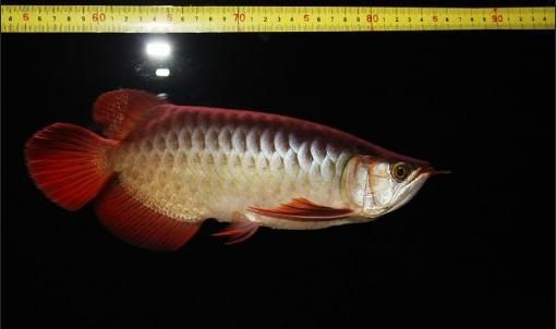 紅龍魚尾巴邊緣發白：紅龍魚尾巴邊緣發白怎么辦