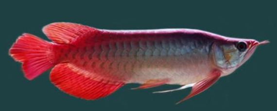 紅龍魚尾巴邊緣發白：紅龍魚尾巴邊緣發白怎么辦