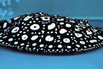 黑金魟魚(yú)的生活習(xí)性，黑金魟魚(yú)的生活習(xí)性對(duì)于飼養(yǎng)者來(lái)說(shuō)是非常重要的