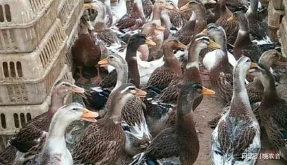 水鴨價格多少錢一斤 水鴨價格多少錢一斤 水鴨魚缸 第2張