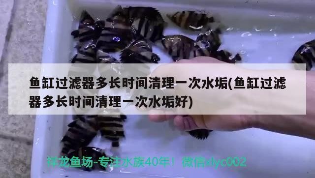魚缸過濾器多長時間清理一次水垢(魚缸過濾器多長時間清理一次水垢好)