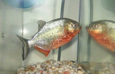4cm的虎魚吃什么：4cm虎魚吃什么