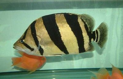 4cm的虎魚吃什么：4cm虎魚吃什么