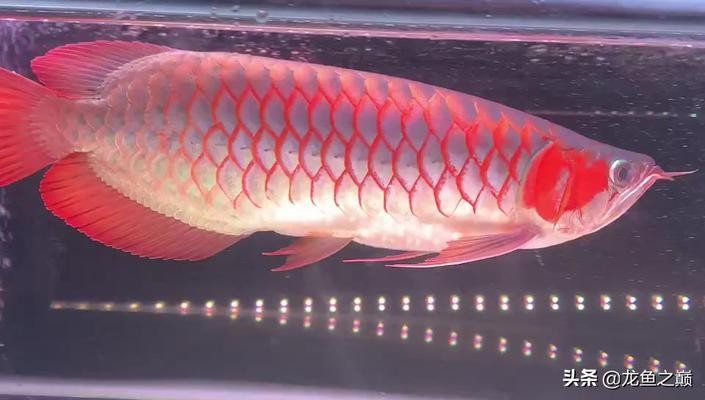 賽級龍魚最建議買的5種顏色 賽級龍魚最建議買的5種顏色 龍魚百科 第3張