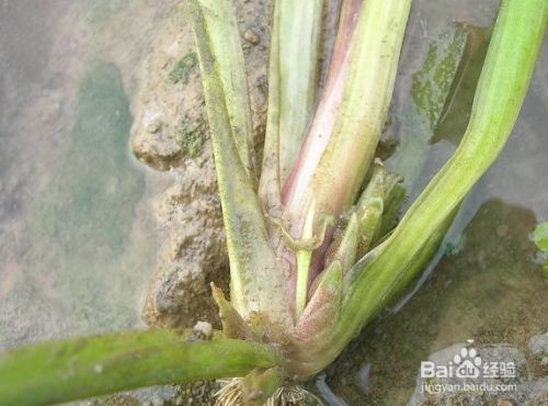 大魚缸養(yǎng)什么水草好呢：魚缸水草養(yǎng)護(hù)技巧
