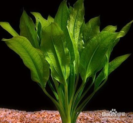大魚缸養(yǎng)什么水草好呢：魚缸水草養(yǎng)護(hù)技巧