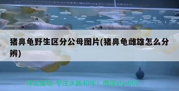 豬鼻龜野生區分公母圖片(豬鼻龜雌雄怎么分辨) 豬鼻龜野生區分公母圖片(豬鼻龜雌雄怎么分辨) 豬鼻龜百科 第2張