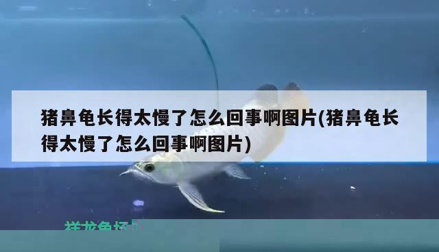 豬鼻龜長得太慢了怎么回事啊圖片(豬鼻龜長得太慢了怎么回事啊圖片)