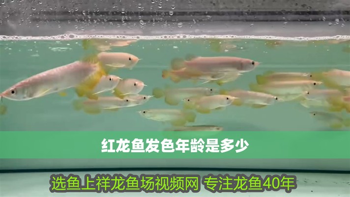 紅龍魚一般多大開始發色 紅龍魚一般多大開始發色 龍魚百科 第2張