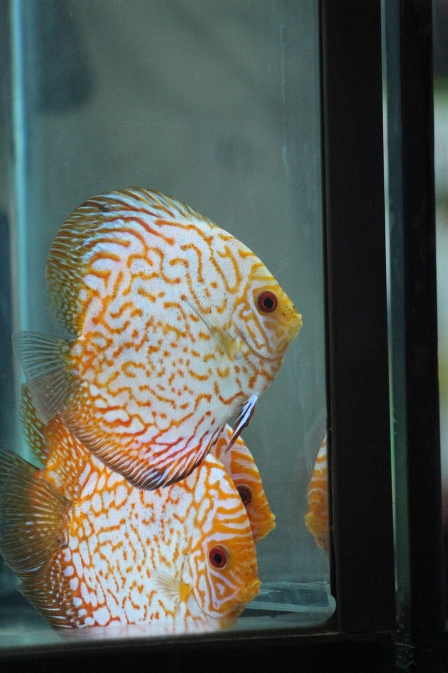 印尼虎魚(yú)多少溫度飼養(yǎng)最好:印尼虎魚(yú)多少溫度飼養(yǎng)最好印尼虎魚(yú)多少溫度飼養(yǎng)最好 用亞克力板做魚(yú)缸的視頻( 亞克力板做魚(yú)缸教程) 森森魚(yú)缸 用亞克力板做魚(yú)缸的視頻( 亞克力板做魚(yú)缸教程) 用亞克力板做魚(yú)缸的視頻( 亞克力板做魚(yú)缸教程) 森森魚(yú)缸