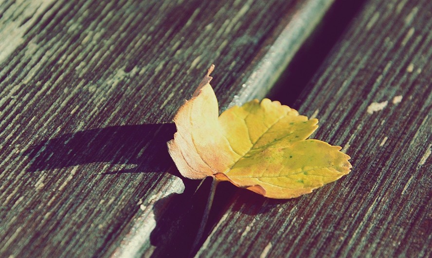 魚缸造景簡(jiǎn)單易打理（魚缸造景簡(jiǎn)單易打理方法） 魚缸造景簡(jiǎn)單易打理（魚缸造景簡(jiǎn)單易打理方法） 魟魚百科 第1張