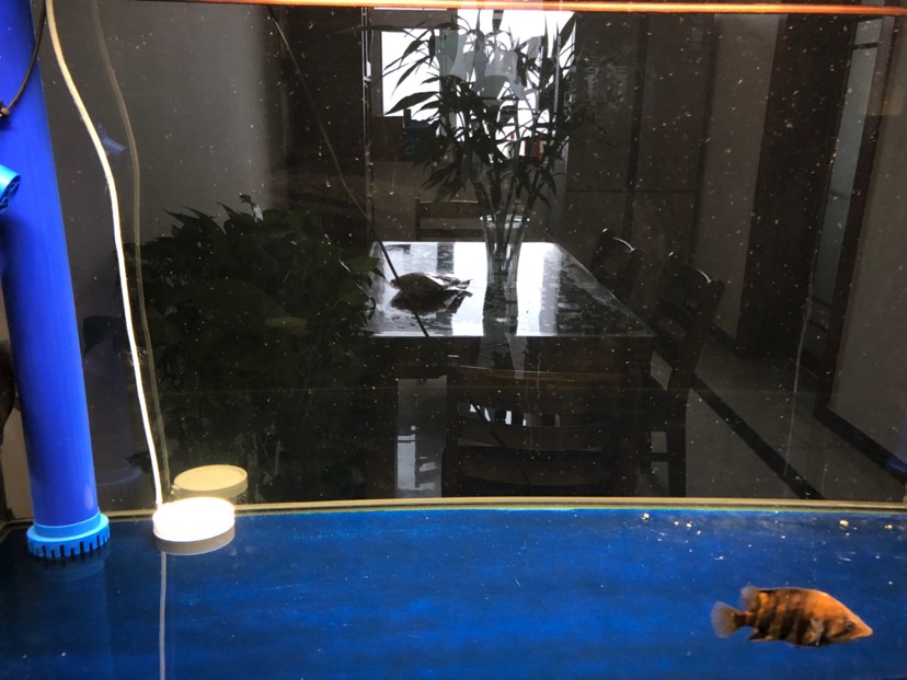 龍魚和三文虎魚的混養(yǎng) 虎魚百科 第1張 龍魚和三文虎魚的混養(yǎng) 龍魚和三文虎魚的混養(yǎng) 虎魚百科 第1張