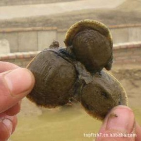 龍魚和三文虎魚的混養(yǎng) 虎魚百科 第2張 龍魚和三文虎魚的混養(yǎng) 龍魚和三文虎魚的混養(yǎng) 虎魚百科 第2張