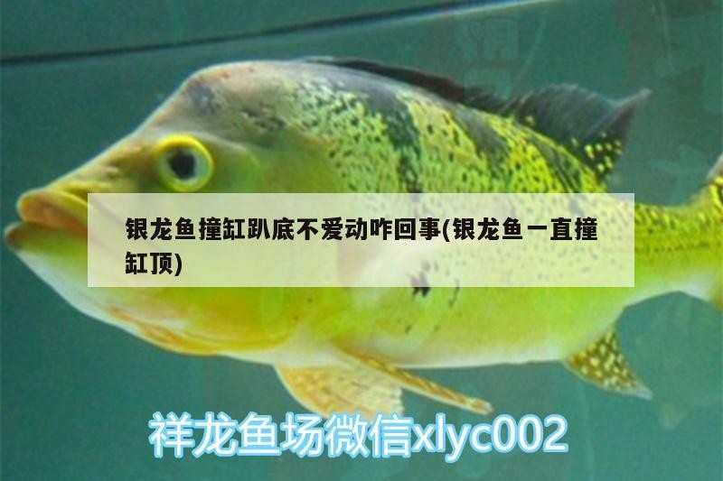 銀龍魚撞缸趴底不愛動咋回事(銀龍魚一直撞缸頂)
