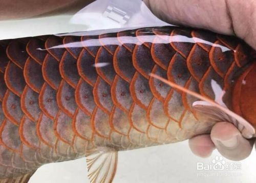 怎樣挑選紅龍魚幼魚：如何挑選紅龍魚幼魚