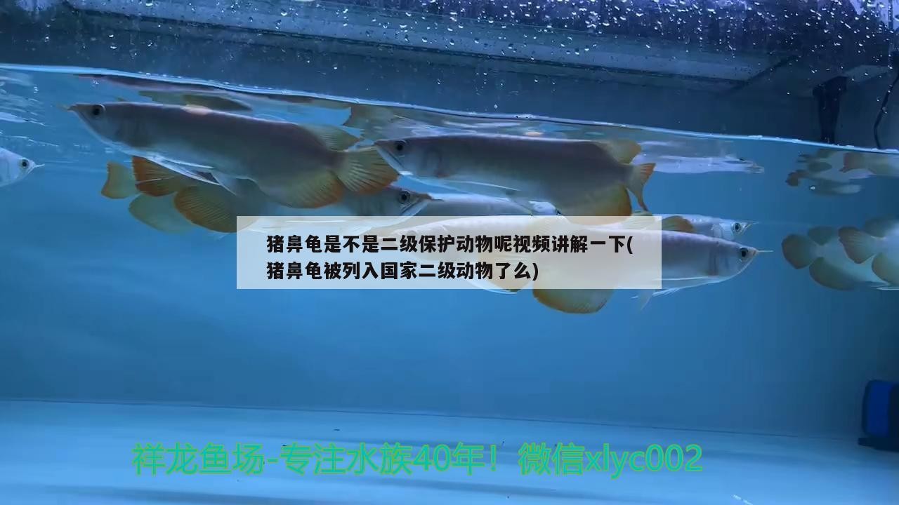 豬鼻龜是不是二級保護動物呢視頻講解一下(豬鼻龜被列入國家二級動物了么) 豬鼻龜是不是二級保護動物呢視頻講解一下(豬鼻龜被列入國家二級動物了么) 豬鼻龜百科