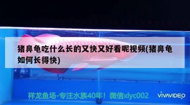 魚缸用增氧泵價格是多少:魚缸增氧機-xtrac增氧機-xtrac增氧機 豬鼻龜吃什么長的又快又好看呢視頻(豬鼻龜如何長得快) 豬鼻龜百科 豬鼻龜吃什么長的又快又好看呢視頻(豬鼻龜如何長得快) 豬鼻龜吃什么長的又快又好看呢視頻(豬鼻龜如何長得快) 豬鼻龜百科
