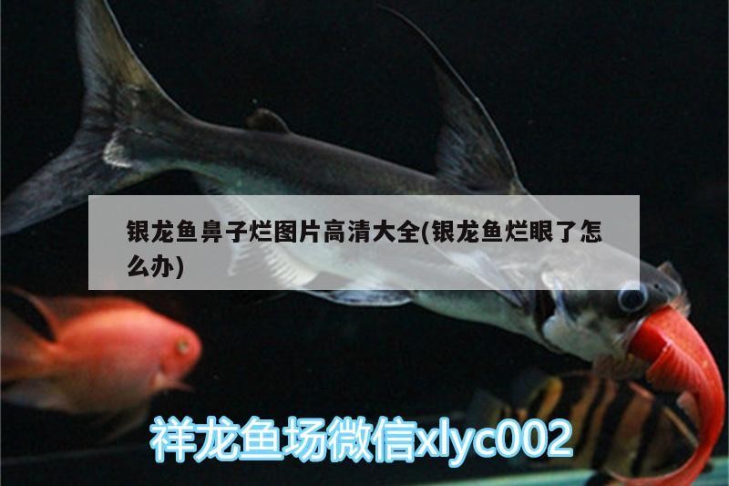 鸚鵡魚(yú) 銀龍魚(yú)鼻子爛圖片高清大全(銀龍魚(yú)爛眼了怎么辦) 銀龍魚(yú)百科 銀龍魚(yú)鼻子爛圖片高清大全(銀龍魚(yú)爛眼了怎么辦) 銀龍魚(yú)鼻子爛圖片高清大全(銀龍魚(yú)爛眼了怎么辦) 銀龍魚(yú)百科