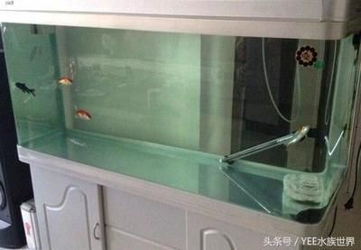 中國四大紅龍魚：中國四大紅龍魚的具體介紹
