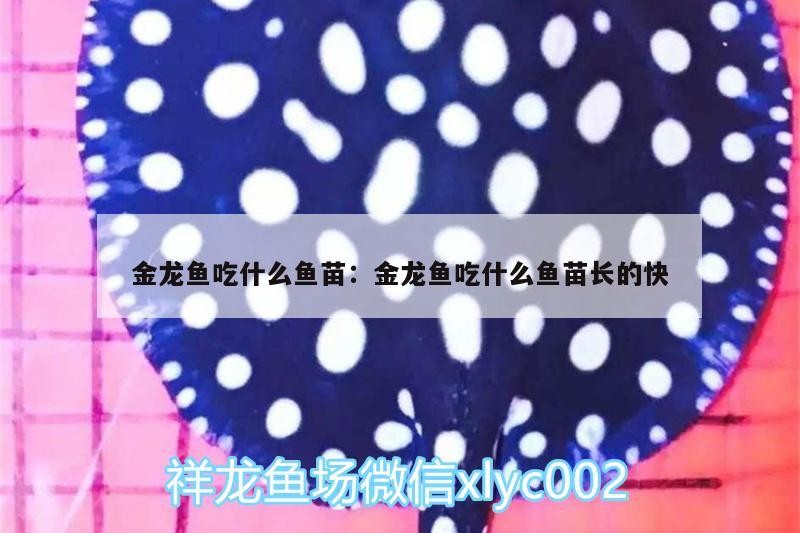 金龍魚(yú)吃什么魚(yú)苗:金龍魚(yú)吃什么魚(yú)苗長(zhǎng)的快 金龍魚(yú)吃什么魚(yú)苗:金龍魚(yú)吃什么魚(yú)苗長(zhǎng)的快 魟魚(yú)百科